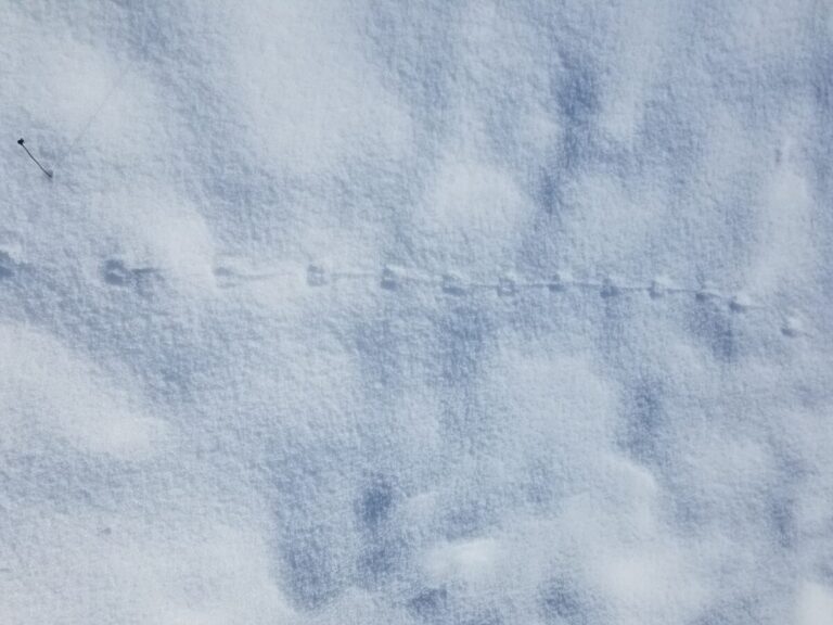 These show parallel placement of feet and tail drag or impressions. I would guess Deer Mouse, but I'm not sure.