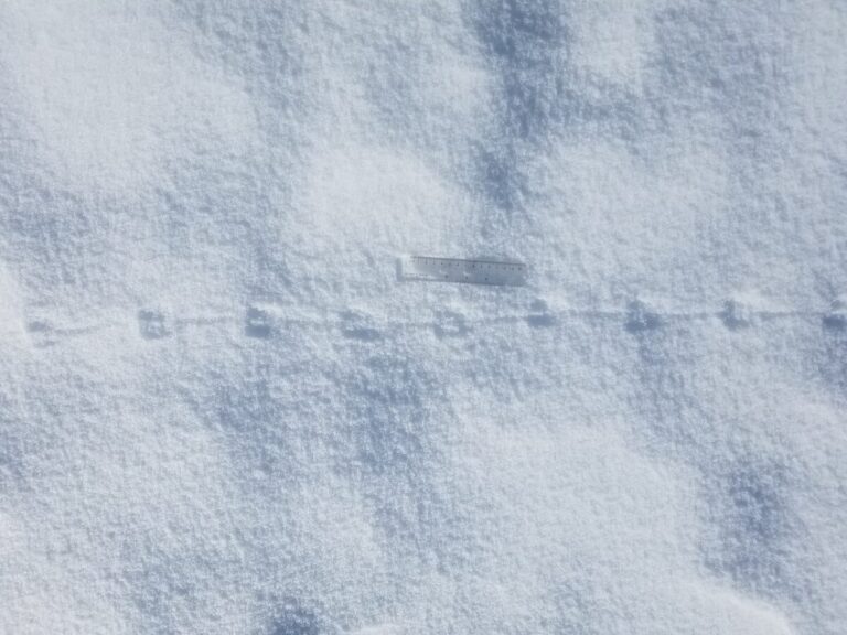 These show parallel placement of feet and tail drag or impressions. I would guess Deer Mouse, but I'm not sure.