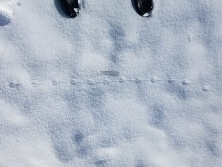 These show parallel placement of feet and tail drag or impressions. I would guess Deer Mouse, but I'm not sure.