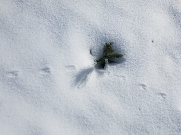 These show parallel placement of feet but no tail drag or impressions. I would guess Deer Mouse because I feel like the Deer Mouse needs an access provided by some vegetation whereas a vole would just make a hole.