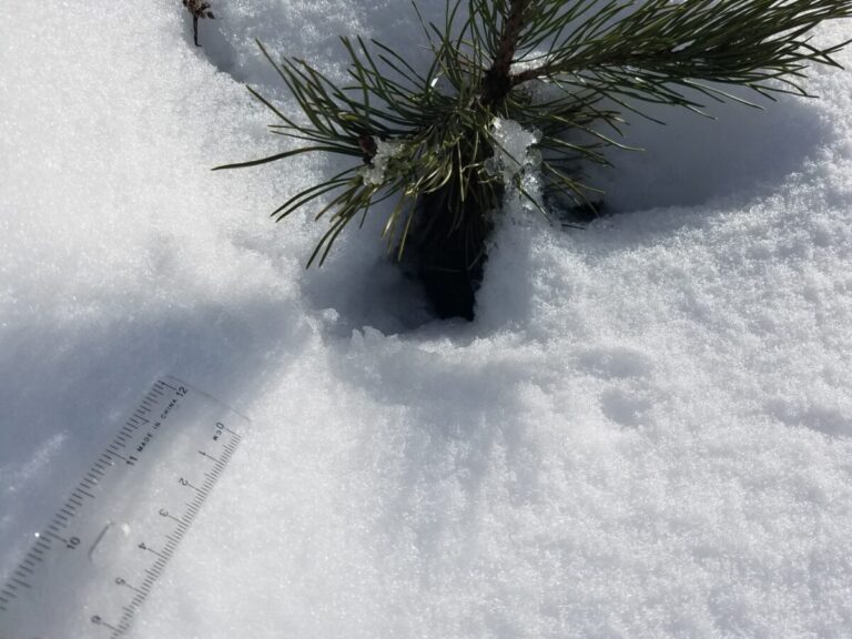 These show parallel placement of feet but no tail drag or impressions. I would guess Deer Mouse because I feel like the Deer Mouse needs an access provided by some vegetation whereas a vole would just make a hole.