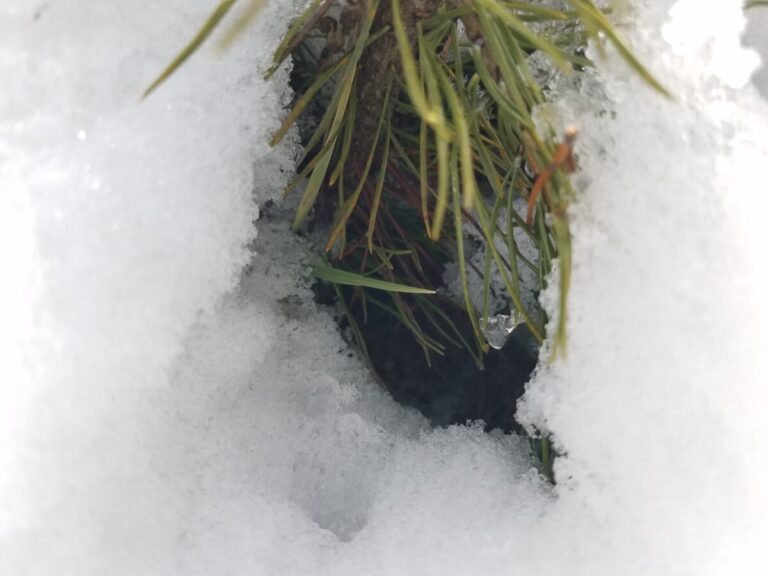 I would guess Deer Mouse because I feel like the Deer Mouse needs an access provided by some vegetation whereas a vole would just make a hole.