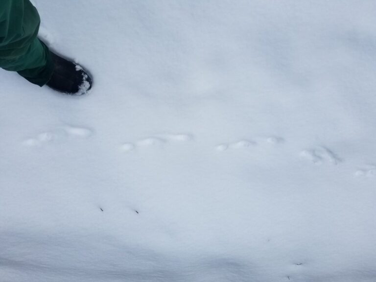 I'm not sure what's going on here, but this was part of one of the other trails shown here.