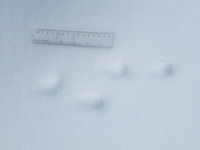 Lope track set of a Striped Skunk.