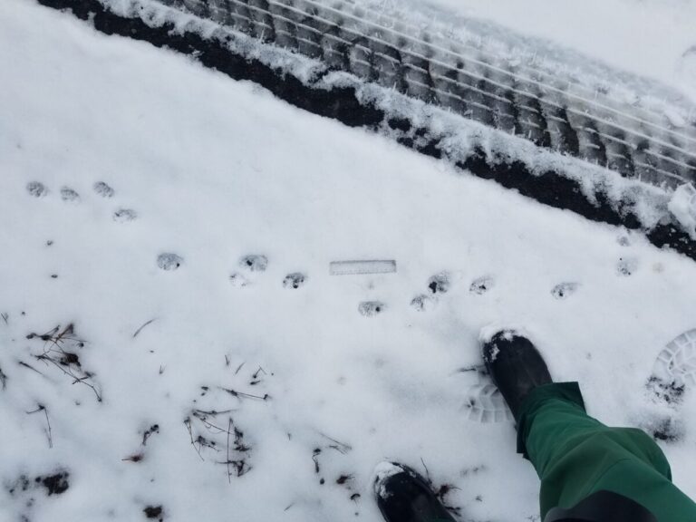 Lope gait of Striped Skunk