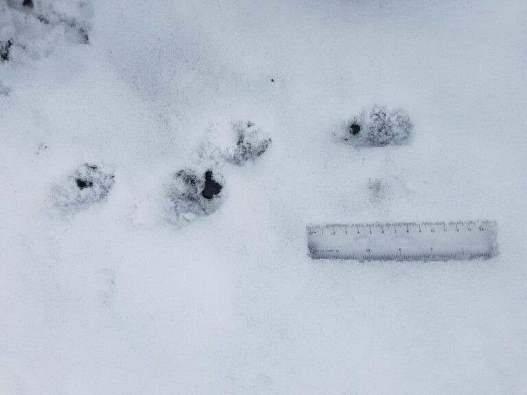 Lope track set of a Striped Skunk.
