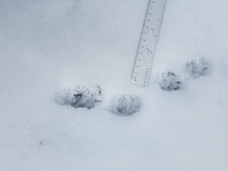 Close-up of some Striped Skunk tracks in the loping trail.
