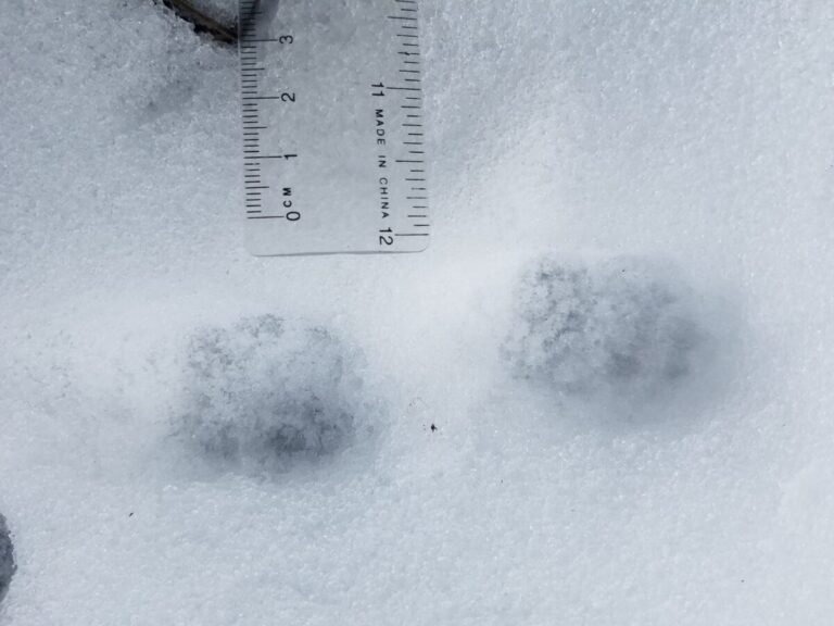 Close-up of some Striped Skunk tracks in the loping trail.