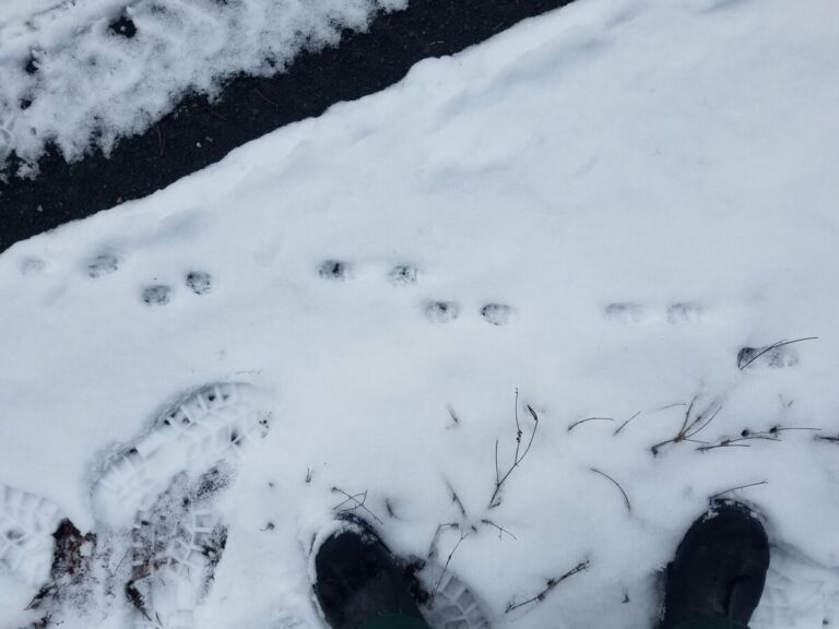 Lope gait of Striped Skunk