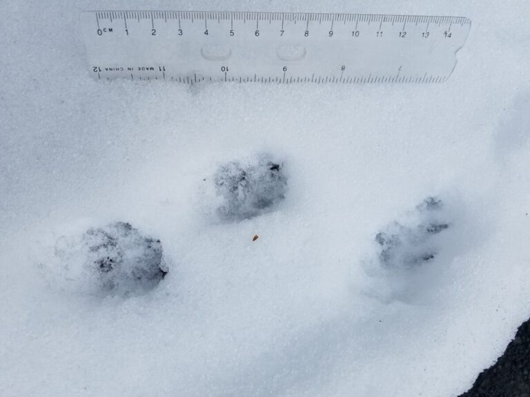 Close-up of some Striped Skunk tracks in the loping trail.