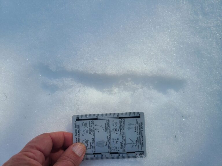 A close-up of some snowplowing and jumping.