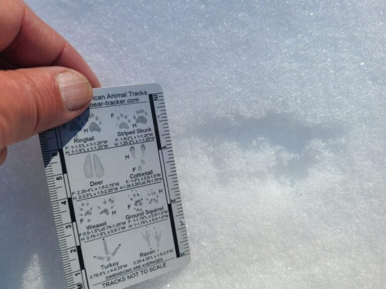 A close-up of some snowplowing and jumping.