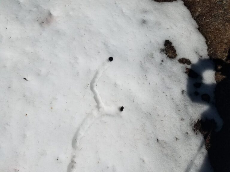 A very crisp example of a channel in the snow leading to two holes. These seem typical of voles. Grid is cm and mm.