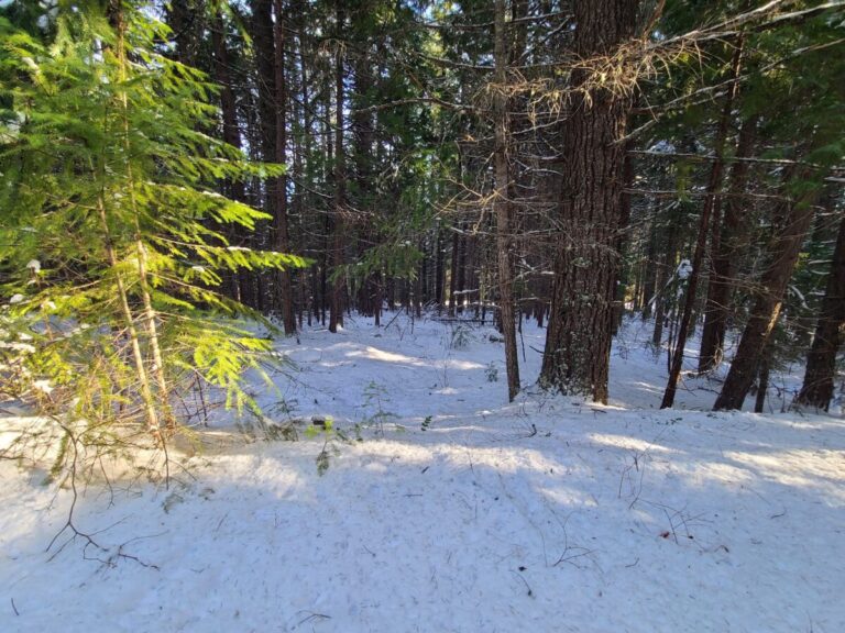 In a more closed-canopy forest, much of the snowfall is intercepted by the massive conifer canopy. Less snow reaches the ground and snow on the ground is often covered with messy snowfall and tree debris. Small snow precipitation events are less likely to cover up tracks in closed-canopy forest.