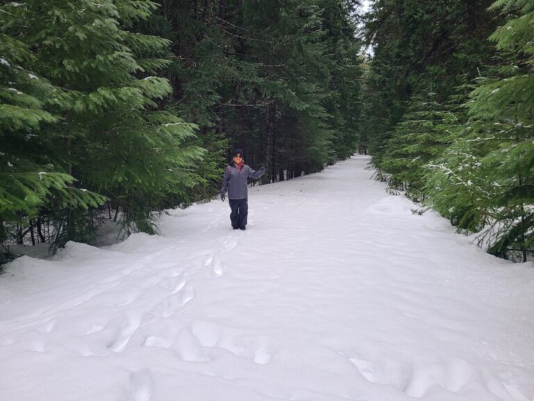 On this gated road near Toketee Lake, the open canopy over the road has allowed there to be deeper and relatively unblemished snow accumulation, making it easy to see most disturbances in the snow.