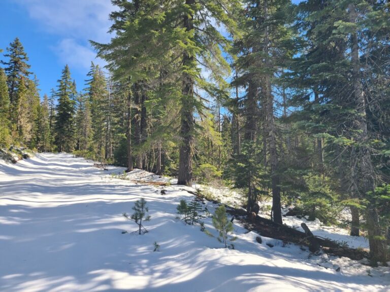 The gated road up to Cinnamon Butte. This area experienced a fire and some thinning so the forest adjacent to this part of the road is somewhat open.