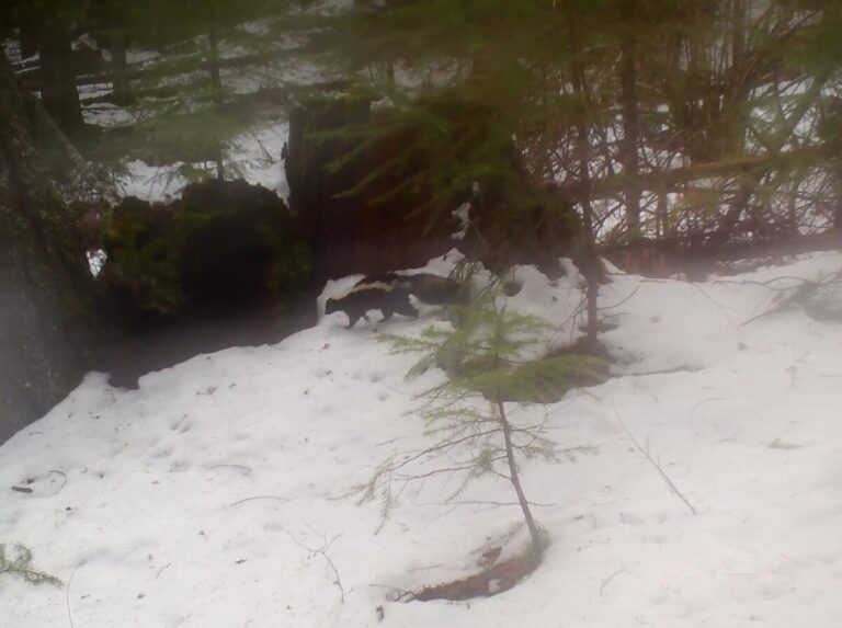 Striped Skunk heading to its den in the hollow log.
