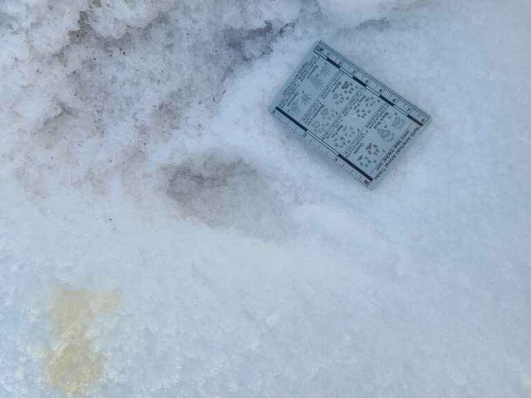 A small dig and pee spot associated with some of the above tracks.