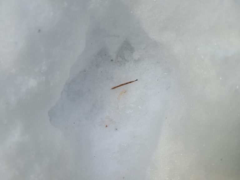 Mountain Lion left-side print.