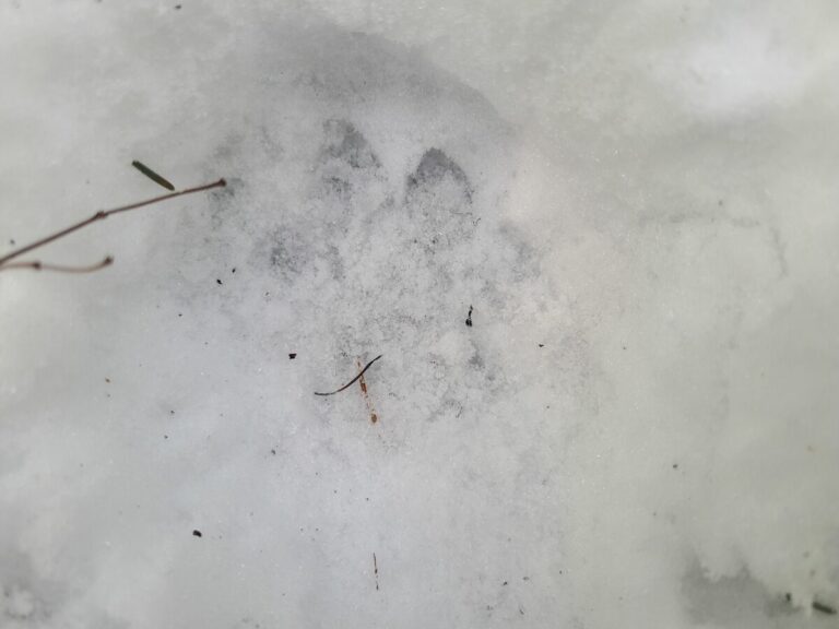 Mountain Lion right-side print.