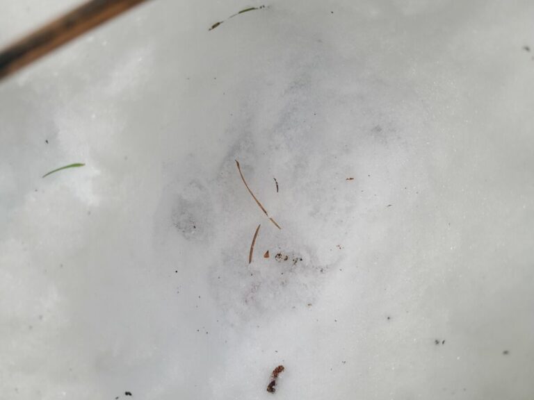 Mountain Lion left-side print.