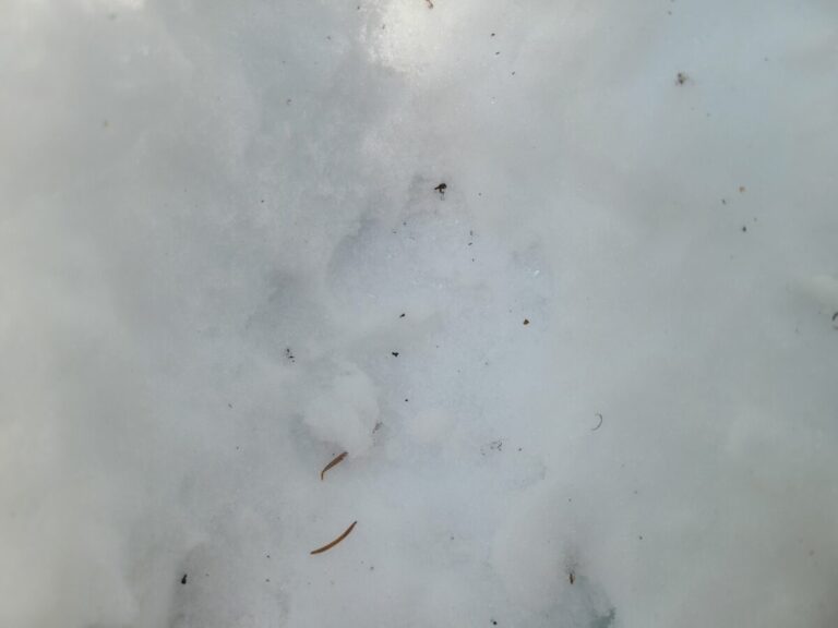 Mountain Lion left-side print.