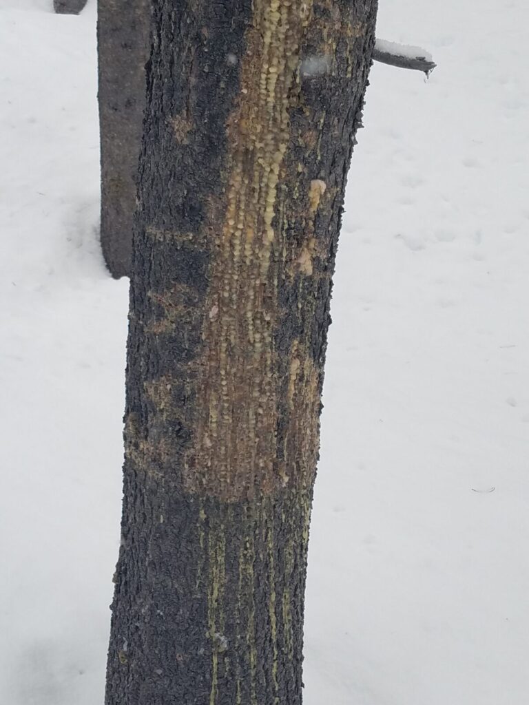 Old sap wells from the previous spring/summer/fall.