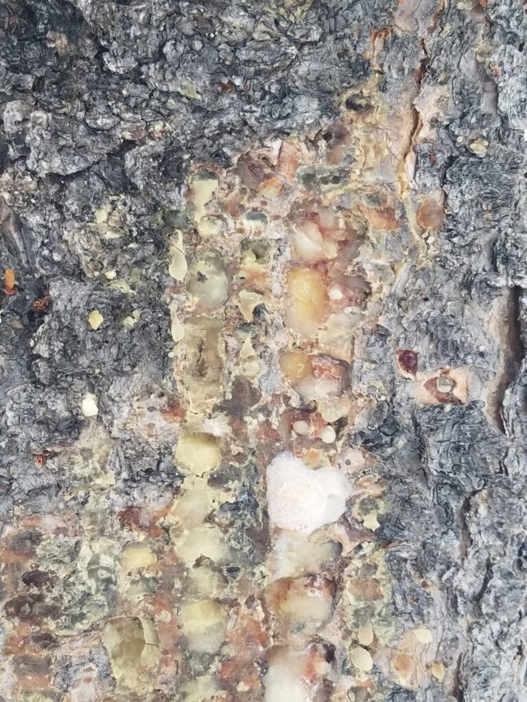 Old sap wells from the previous spring/summer/fall.