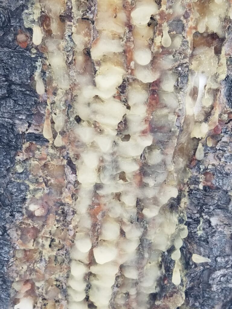 Old sap wells from the previous spring/summer/fall.