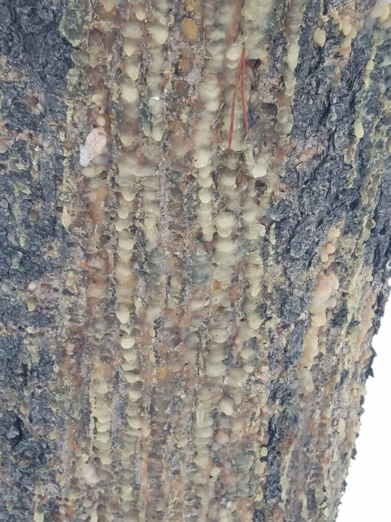 Old sap wells from the previous spring/summer/fall.