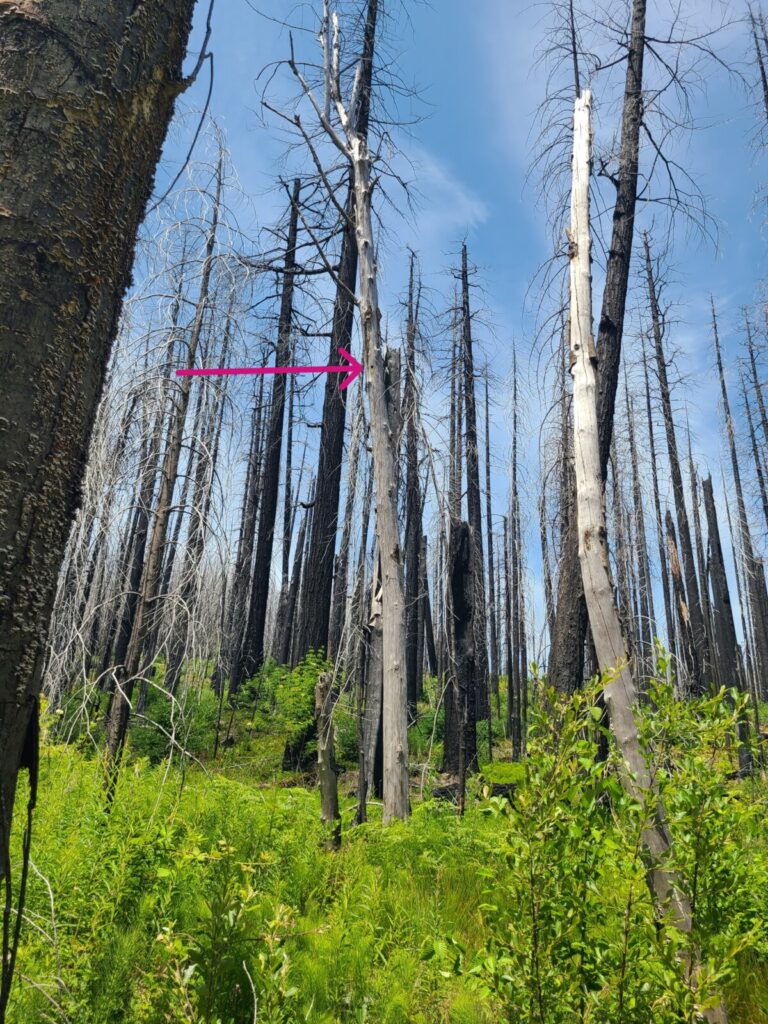 Another contextual view of the nest cavity.