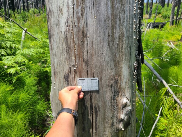 A close-up of one side of the alder trunk.