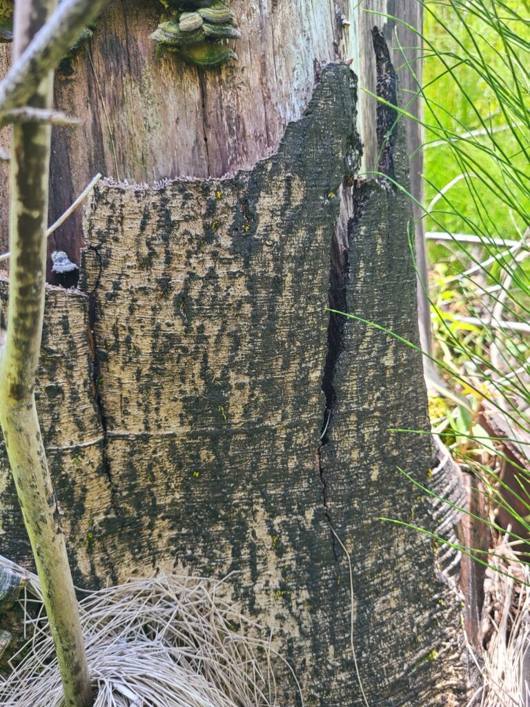 A small amount of bark remained at the base of the alder nest tree.