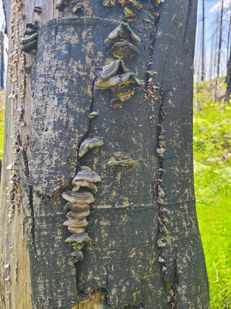 Some remnant bark and shelf fungi at the base of the alder nest tree.