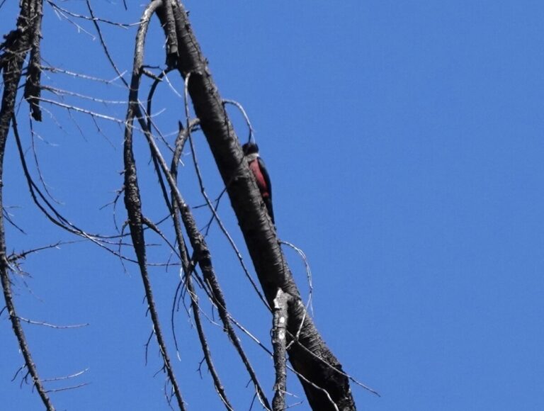Lewis's Woodpecker perched on a small fire-killed conifer.