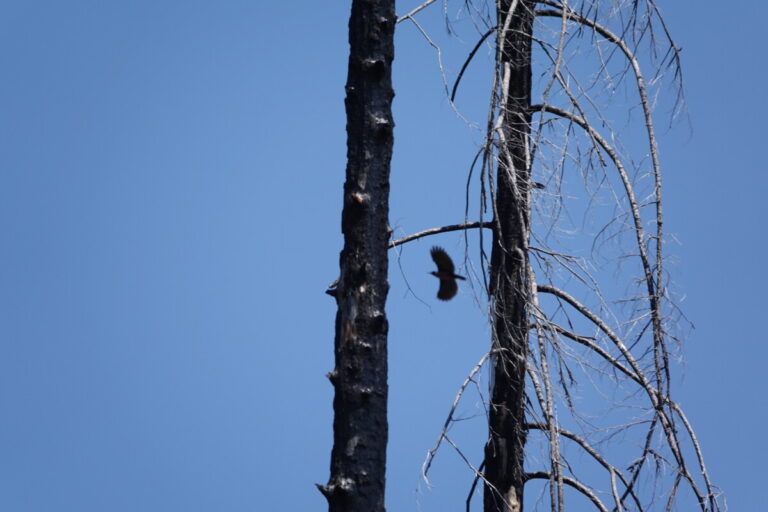 Lewis's Woodpecker flying through fire-killed timber.