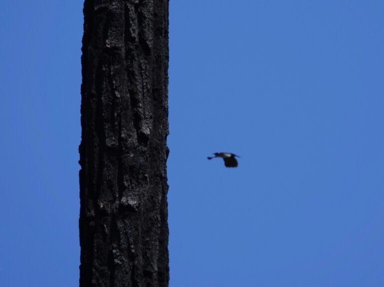 Lewis's Woodpecker flying left past a fire-killed old-growth Douglas-fir.