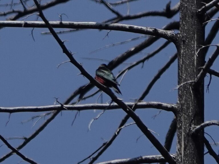 A Lewis's Woodpecker scans the area for insects.