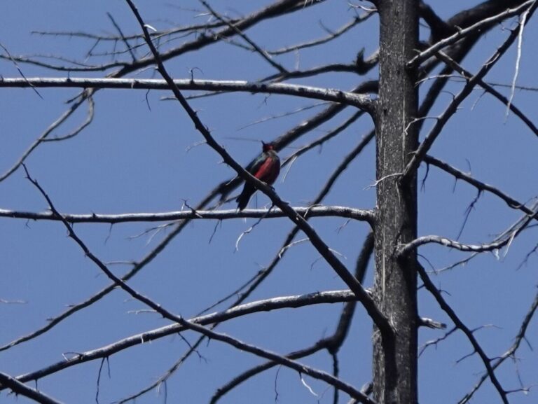 A Lewis's Woodpecker scans the area for insects.