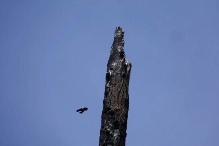 A Lewis's Woodpecker returning from a sally.
