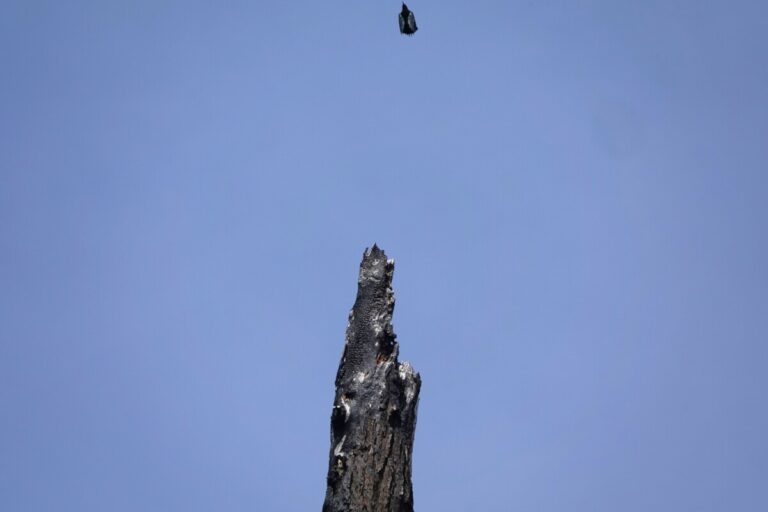 A Lewis's Woodpecker flycatching for insects.