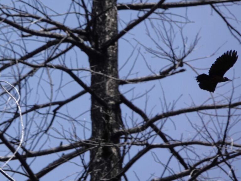 A Lewis's Woodpecker moving to another part of the stand.