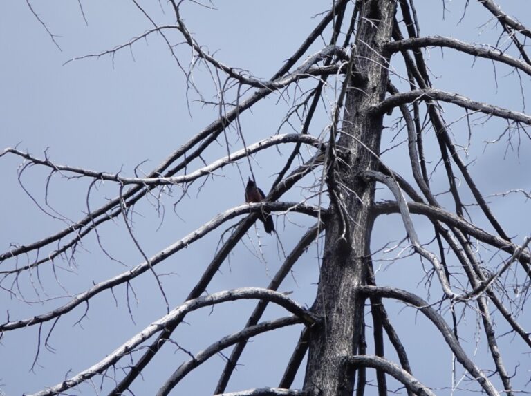 A Lewis's Woodpecker scans the area for insects.