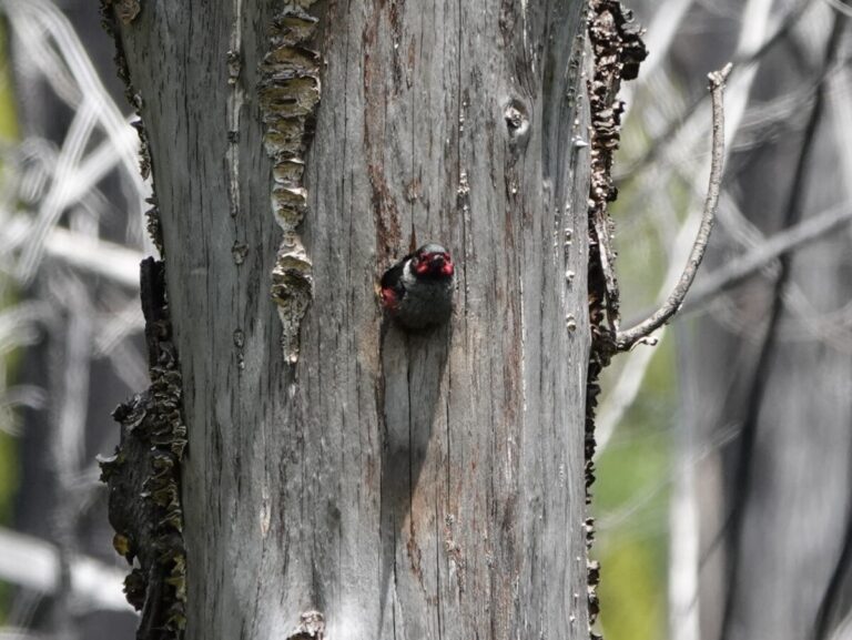 The adult looked out from the cavity for about a minute before flying off again.