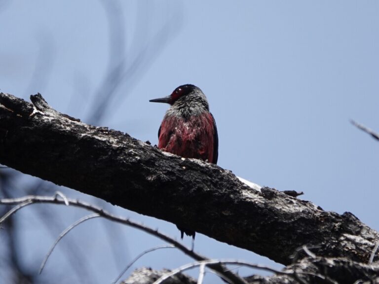 An adult looking for insects near the nest.
