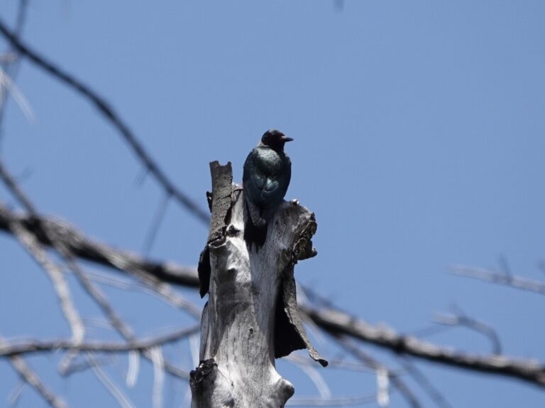 An adult looking for insects near the nest.