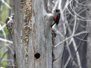 Read more about the article A Modern Record of Lewis’s Woodpecker Nesting in the Umpqua Basin, Southwest Oregon