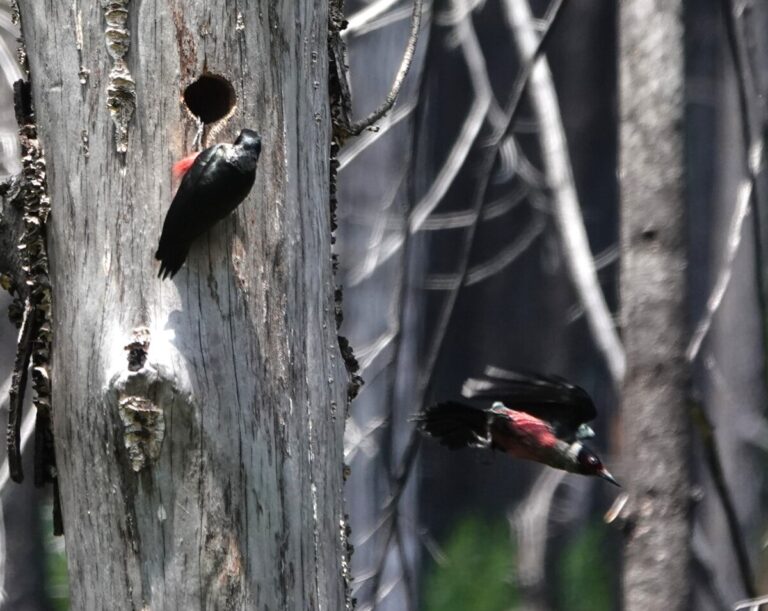 Adults both participating in food delivery.