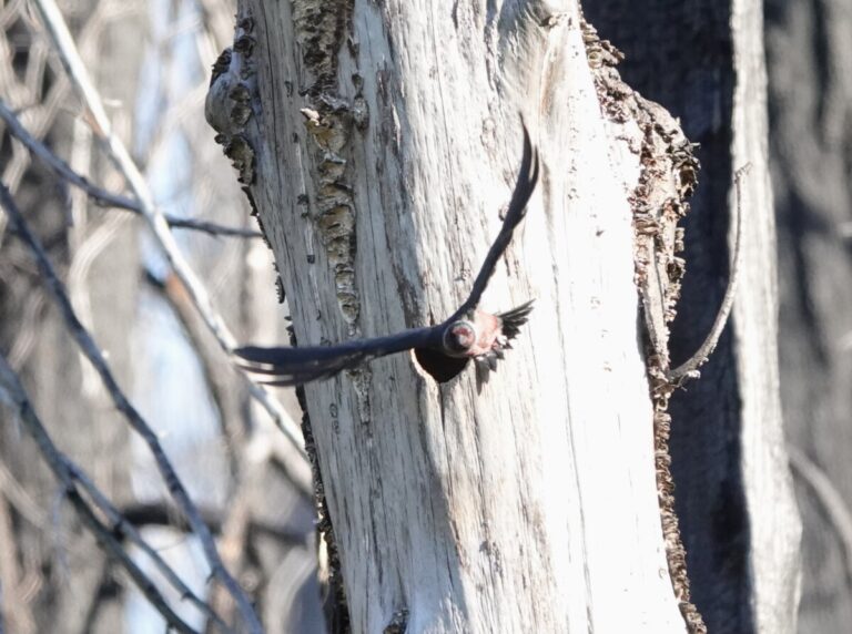 An adult flies away from the next cavity to gather more insects for the nestlings.