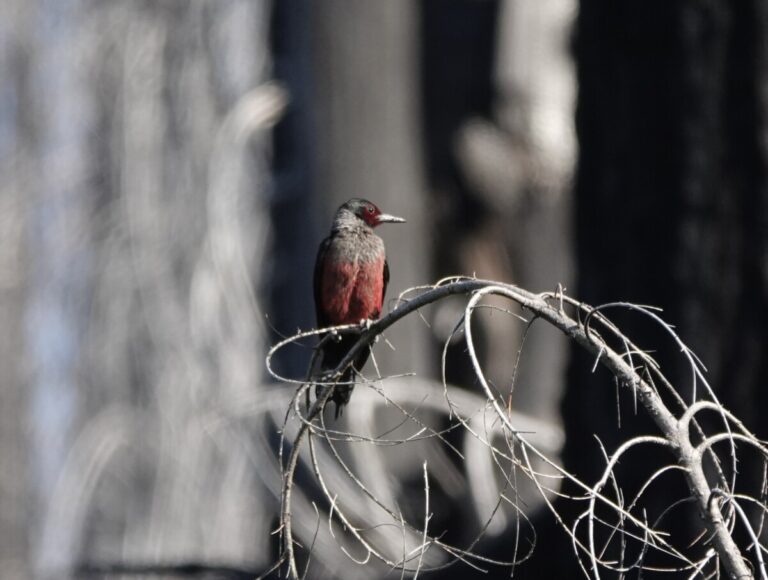 And adult perches near the nest tree scanning the area for flying insects.